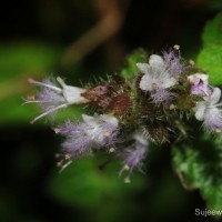 Pogostemon hirsutus Benth.